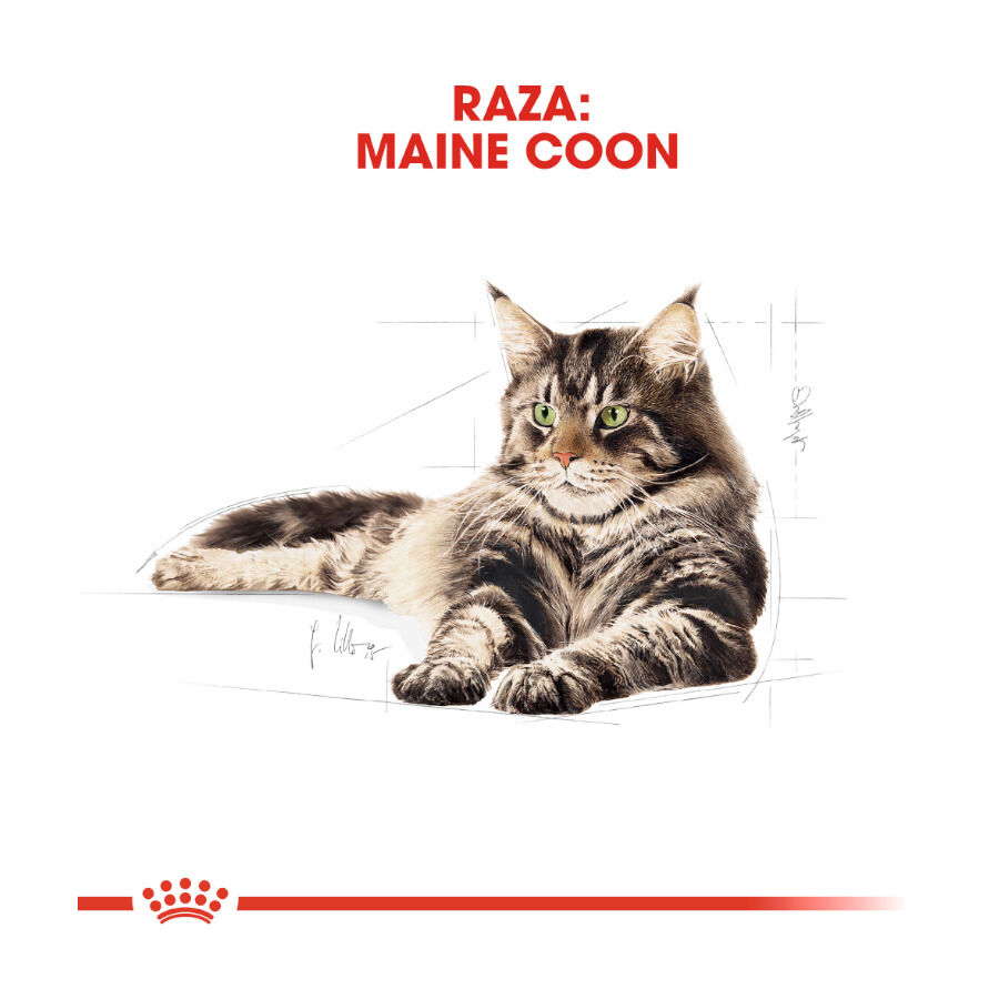 85 g Royal Canin Maine Coon sobres para gatos, , large Imagen numero 4