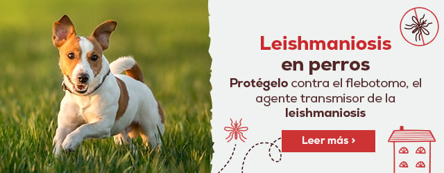 Leishmaniosis en perro y el flebotomo
