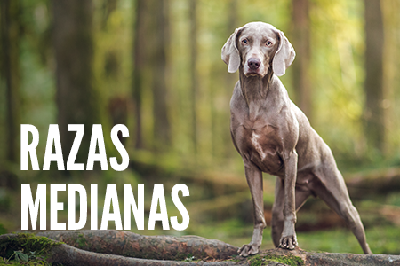 Tamaño de la raza: Perros medianos.