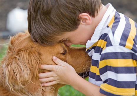 adopcion animales