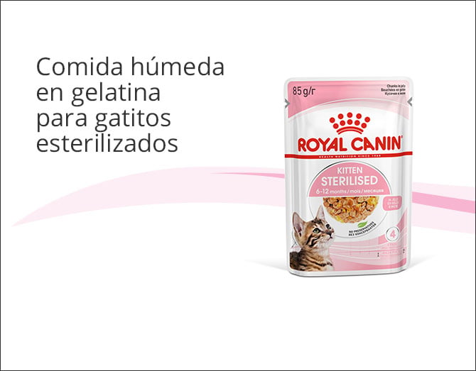 Royal Canin Kitten Sterilised gelatina