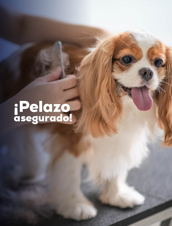 Pelazo asegurado