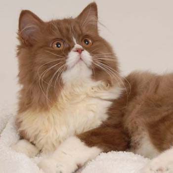 Muda de Pelo en Gatos: Todo lo que debes Saber