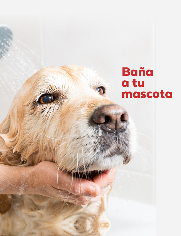 Baña tu mascota